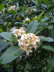 Fagraea fragrans
