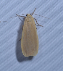 Eilema depressa