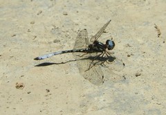 Macrothemis pseudimitans