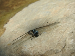 Macrothemis pseudimitans