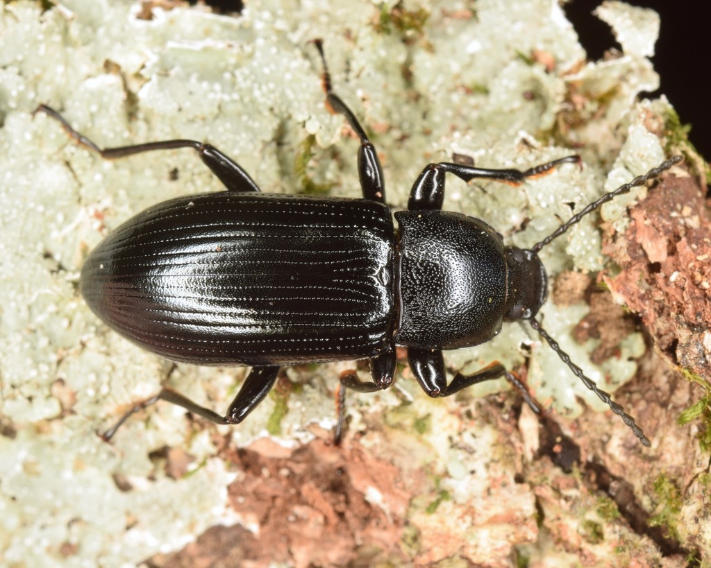 Spurred Darkling Beetle
