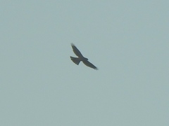Accipiter gentilis