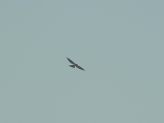 Accipiter gentilis