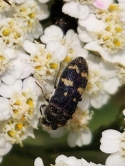 Acmaeoderella flavofasciata flavofasciata