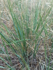 Elymus smithii