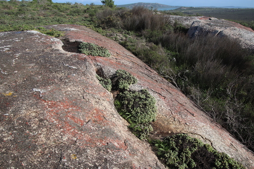 Image of Oscularia vredenburgensis by (c) Tony Rebelo, some rights reserved (CC BY-SA)