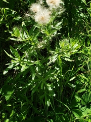 Cirsium pumilum