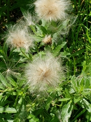 Cirsium pumilum