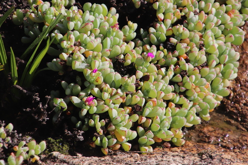 Image of Oscularia vredenburgensis by (c) Tony Rebelo, some rights reserved (CC BY-SA)