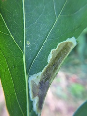 Calycomyza frickiana