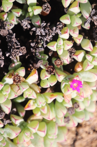Image of Oscularia vredenburgensis by (c) Tony Rebelo, some rights reserved (CC BY-SA)