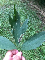 Calycomyza frickiana