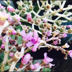 Miconia robinsoniana