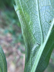 Calycomyza frickiana
