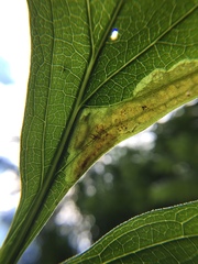 Calycomyza frickiana