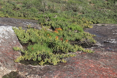 Lachenalia quadricolor