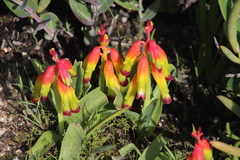 Lachenalia quadricolor