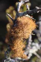 Teloschistes capensis