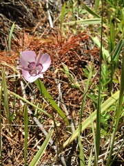 Calochortus nudus