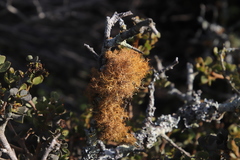 Teloschistes capensis