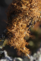 Teloschistes capensis