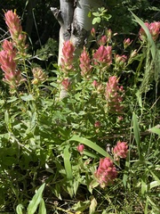 Castilleja rhexiifolia