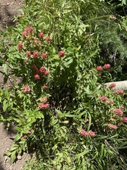 Castilleja rhexiifolia