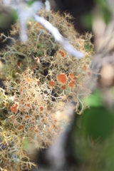 Teloschistes capensis