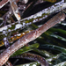 Broadnosed Pipefish - Photo (c) Stergios Vasilis, some rights reserved (CC BY-NC-ND), uploaded by Stergios Vasilis