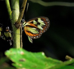Hypothyris leprieuri