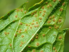 Puccinia menthae