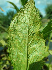 Puccinia menthae