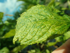 Puccinia menthae