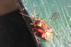 Deraeocoris trifasciatus