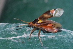 Deraeocoris trifasciatus