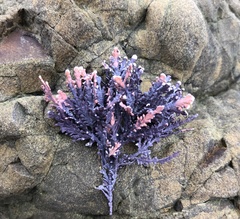 Arthrocardia corymbosa