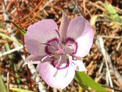 Calochortus nudus