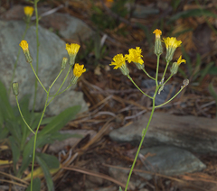 Hieracium bolanderi