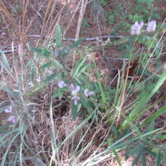 Desmodium sessilifolium