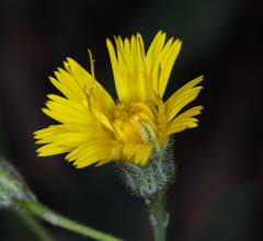 Hieracium bolanderi