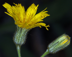 Hieracium bolanderi