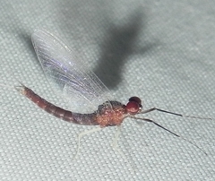 Isonychia bicolor