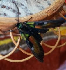 Chrysocale