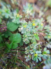 Erysiphe trifoliorum