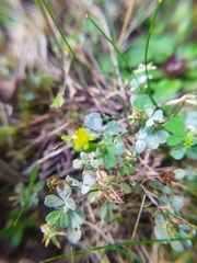 Erysiphe trifoliorum