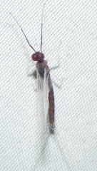 Isonychia bicolor
