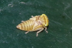 Acericerus vittifrons