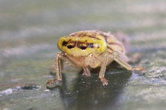 Acericerus vittifrons