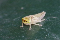 Acericerus vittifrons