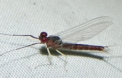 Isonychia bicolor